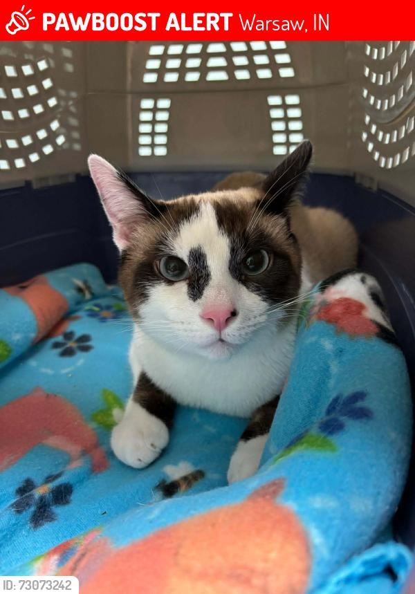 Lost Male Cat last seen Washington St. and Fort Wayne St., Warsaw, IN 46580