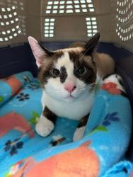Lost Male Cat last seen Washington St. and Fort Wayne St., Warsaw, IN 46580