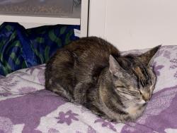 Found/Stray Unknown Cat last seen seasons dr, Vineyard, UT 84058