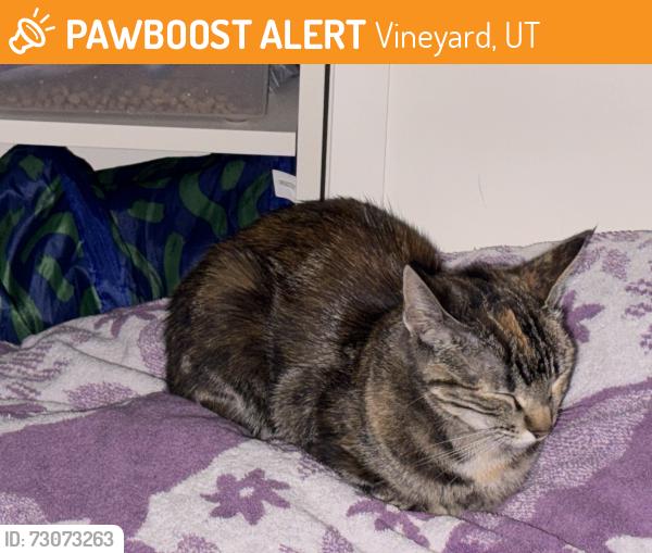Found/Stray Unknown Cat last seen seasons dr, Vineyard, UT 84058