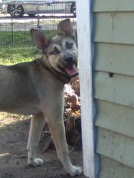 Lost Female Dog last seen Oliver and Lincoln, Wichita, KS 67218