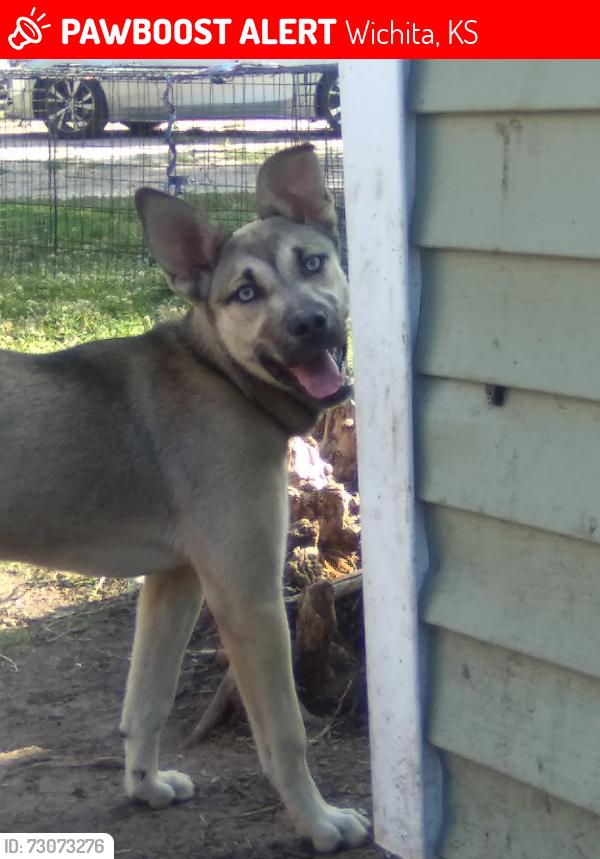 Lost Female Dog last seen Oliver and Lincoln, Wichita, KS 67218