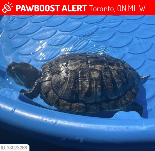 Lost Female Reptile last seen The shores of the Ash bridges bay yacht club waters, Toronto, ON M4L 3W6