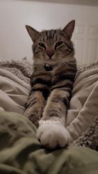 Lost Male Cat last seen Tramway/Rover, Albuquerque, NM 87111