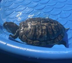 Lost Female Reptile last seen The shores of the Ash bridges bay yacht club waters, Toronto, ON M4L 3W6