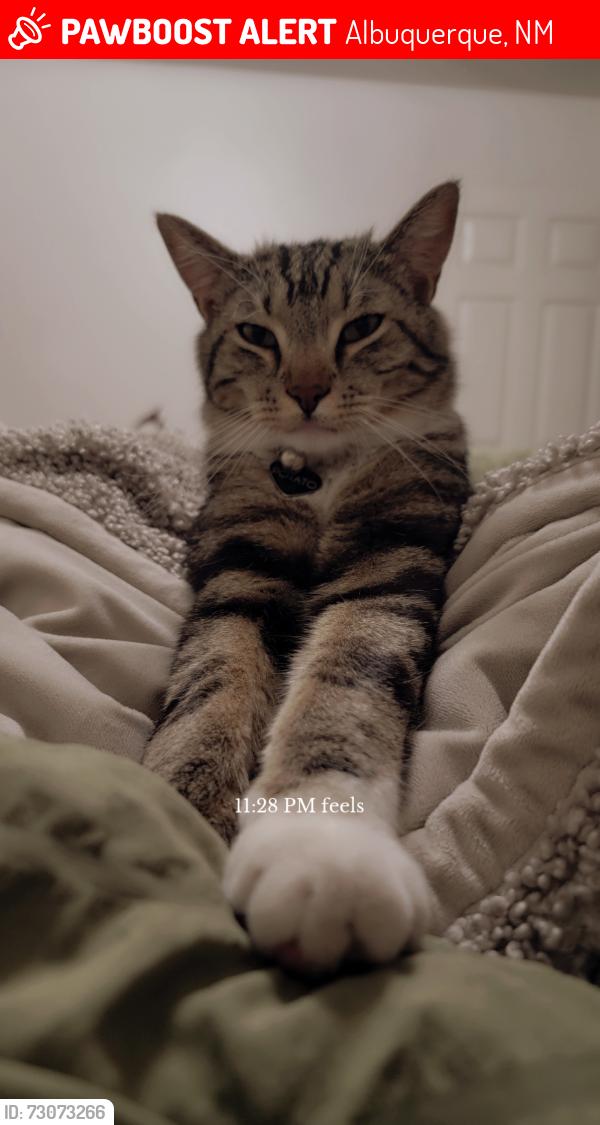 Lost Male Cat last seen Tramway/Rover, Albuquerque, NM 87111
