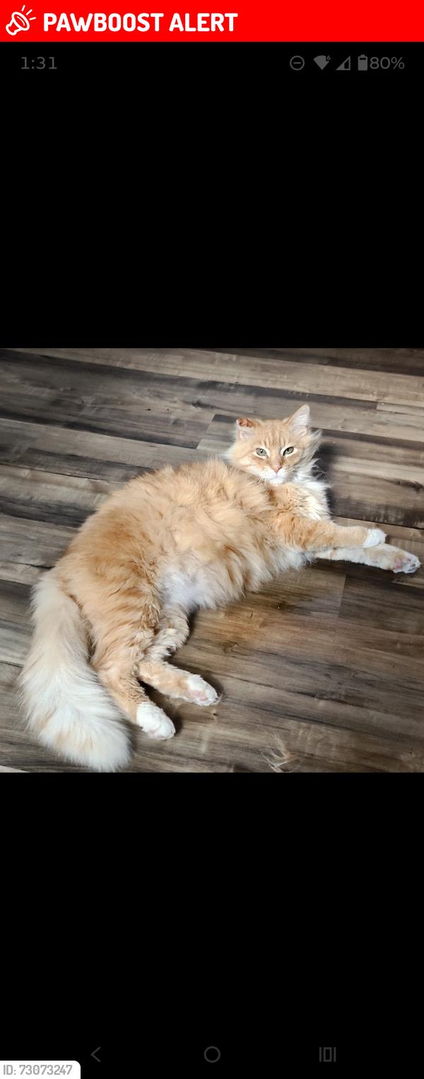 Lost Male Cat last seen N Los coyotes way and Reche Road Landers CA,, Homestead Valley, CA 92285