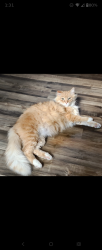 Lost Male Cat last seen N Los coyotes way and Reche Road Landers CA,, Homestead Valley, CA 92285