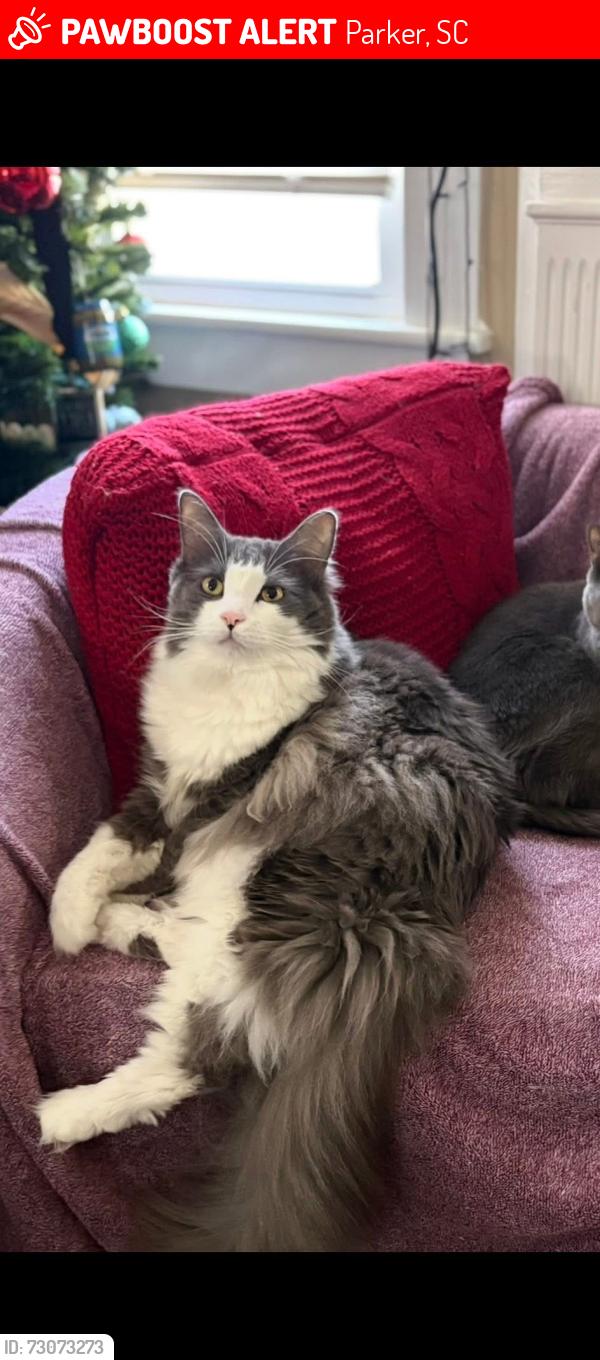 Lost Male Cat last seen White horse road, Parker, SC 29611
