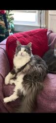 Lost Male Cat last seen White horse road, Parker, SC 29611