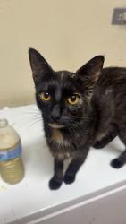 Lost Female Cat last seen Near the park or the home .. my grandma saw her cross 1213 Howard st and then the people moved out., San Angelo, TX 76901