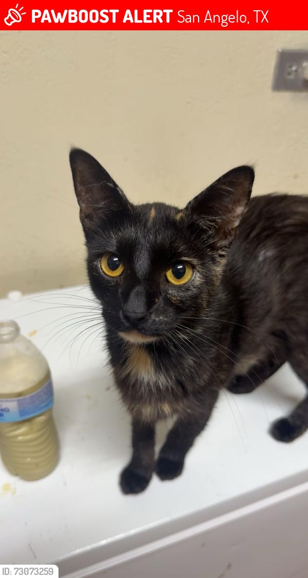 Lost Female Cat last seen Near the park or the home .. my grandma saw her cross 1213 Howard st and then the people moved out., San Angelo, TX 76901