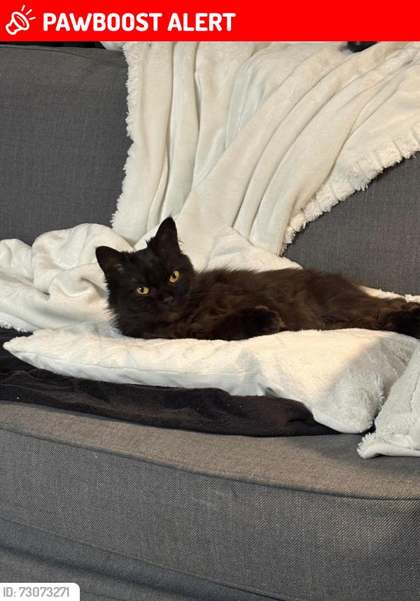 Lost Female Cat last seen Kingsbury road, Kingsbury Rd, England 