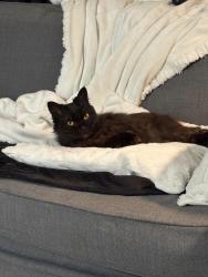 Lost Female Cat last seen Kingsbury road, Kingsbury Rd, England 