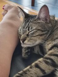 Reunited Female Cat last seen W. Rifle Club Court and W. Conestoga Lane., Spokane, WA 99208
