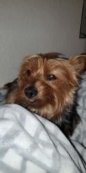 Lost Male Dog last seen 31st Ave and Sandra Terrace, Phoenix, AZ 85053