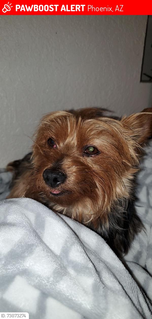 Lost Male Dog last seen 31st Ave and Sandra Terrace, Phoenix, AZ 85053