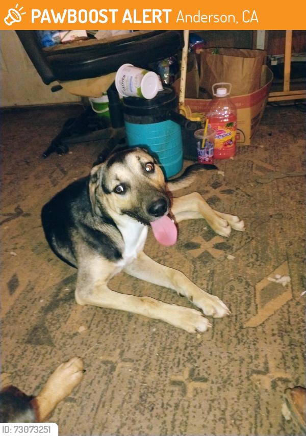Found/Stray Male Dog last seen Roosters Landing boat launch, Anderson, CA 96007