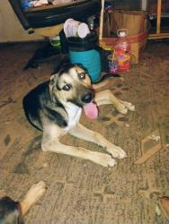 Found/Stray Male Dog last seen Roosters Landing boat launch, Anderson, CA 96007
