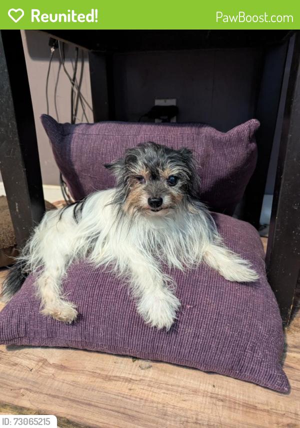 Reunited Male Dog last seen Malcom , Pittsburgh, PA 15214