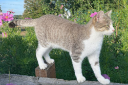 Lost Female Cat last seen Swan Trail Road and 73rd PL SE, Snohomish, WA 98290