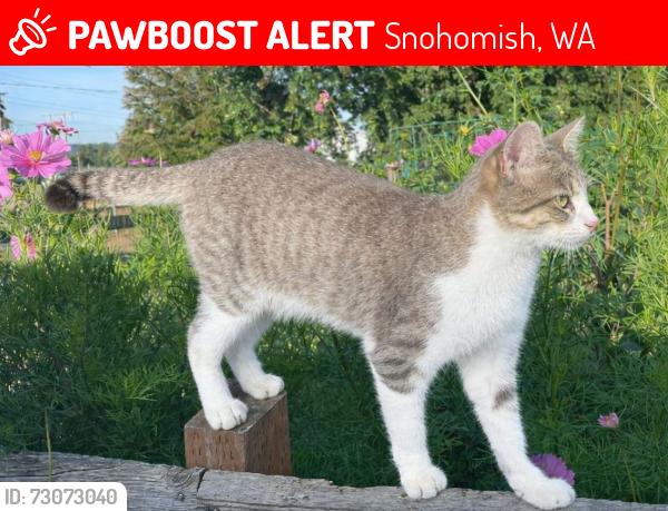 Lost Female Cat last seen Swan Trail Road and 73rd PL SE, Snohomish, WA 98290