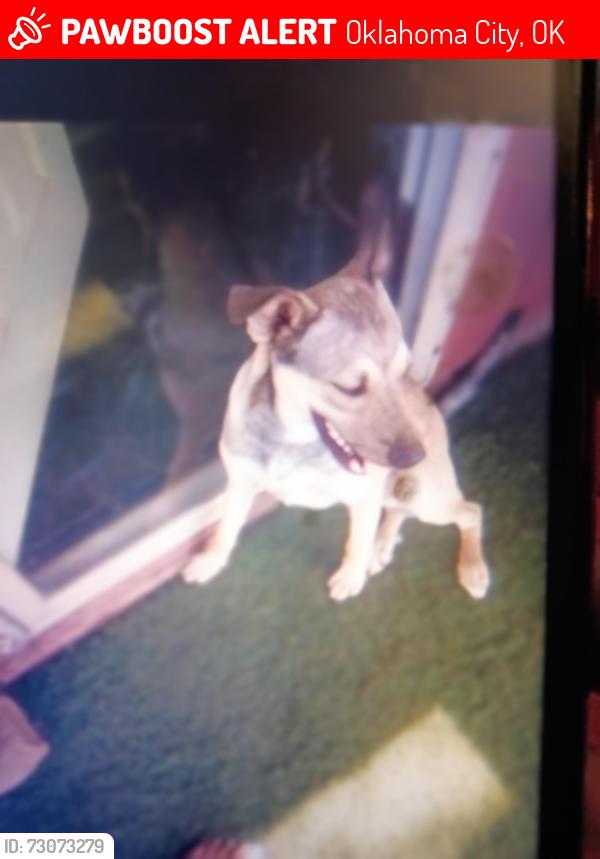 Lost Male Dog last seen Between Southeast 15, Oklahoma City, OK 73111