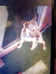 Lost Male Dog last seen Between Southeast 15, Oklahoma City, OK 73111