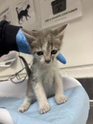 Shelter Stray Male Cat last seen Near 96th Ave, Oakland, CA, 1101 29th Ave, Oakland, CA 94601, USA