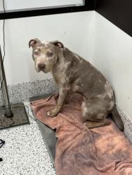 Shelter Stray Male Dog last seen Near Fairburn Rd Nw, Atlanta, GA, 1251 Fulton Industrial Blvd NW, Atlanta, GA 30336, USA