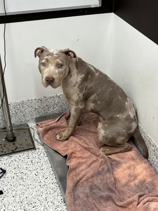Shelter Stray Male Dog last seen Near Fairburn Rd Nw, Atlanta, GA, 1251 Fulton Industrial Blvd NW, Atlanta, GA 30336, USA