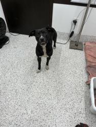 Shelter Stray Male Dog last seen Near Campbellton RD, Atlanta, GA, 1251 Fulton Industrial Blvd NW, Atlanta, GA 30336, USA