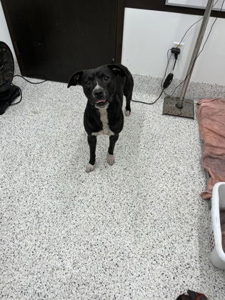 Shelter Stray Male Dog last seen Near Campbellton RD, Atlanta, GA, 1251 Fulton Industrial Blvd NW, Atlanta, GA 30336, USA