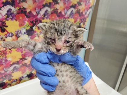 Shelter Stray Female Cat last seen Brint Rd, 43504, OH, 827 Illinois Ave, Maumee, OH 43537, USA