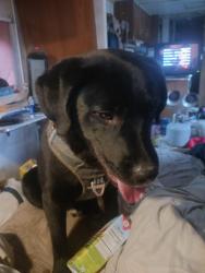 Lost Male Dog last seen Willamee Road, Trumansburg, NY 14886