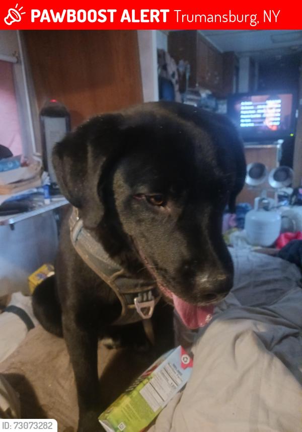 Lost Male Dog last seen Willamee Road, Trumansburg, NY 14886