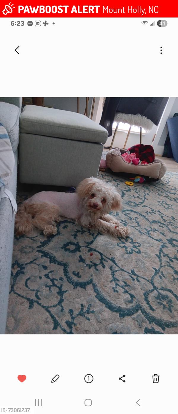 Lost Female Dog last seen Stroupe Street and 3rd, Mount Holly, NC 28120
