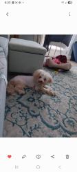Lost Female Dog last seen Stroupe Street and 3rd, Mount Holly, NC 28120