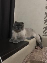 Lost Male Cat last seen Highnet place , Greater London, England 