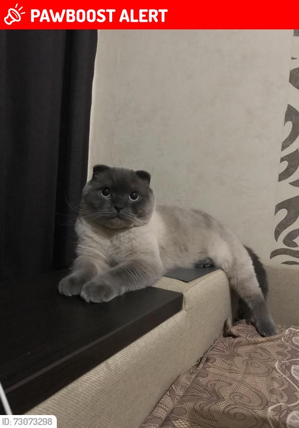 Lost Male Cat last seen Highnet place , Greater London, England 