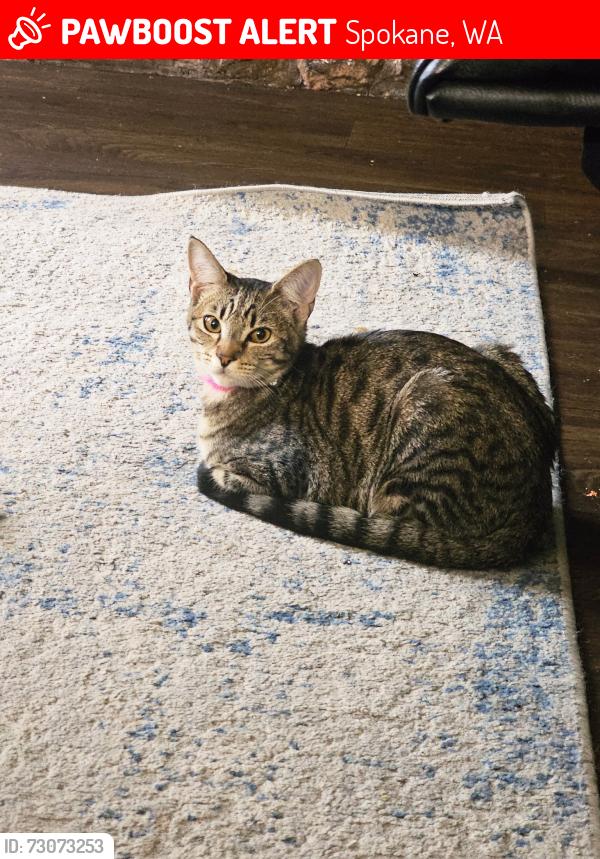 Lost Female Cat last seen W. Rifle Club Court and W. Conestoga Lane., Spokane, WA 99208