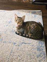 Lost Female Cat last seen W. Rifle Club Court and W. Conestoga Lane., Spokane, WA 99208
