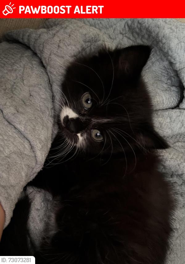 Lost Male Cat last seen Church road , Greater London, England CR0 1AQ