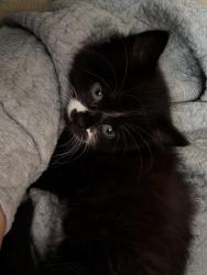 Lost Male Cat last seen Church road , Greater London, England CR0 1AQ