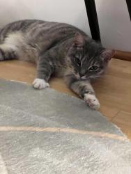 Reunited Female Cat last seen Chesham, Buckinghamshire, England HP5 2JP