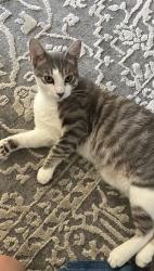 Lost Male Cat last seen Near , San Diego, CA 92129