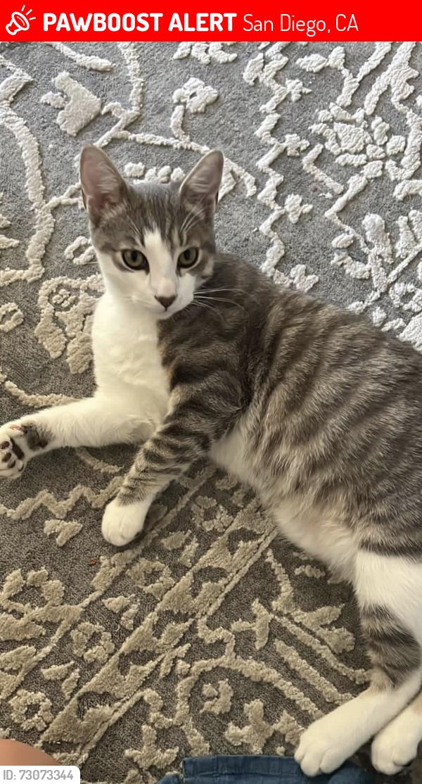 Lost Male Cat last seen Near , San Diego, CA 92129