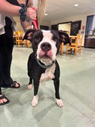 Found/Stray Female Dog last seen Near & Old Lairdsville Road, Moreland Township, PA 17756