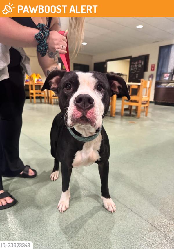 Found/Stray Female Dog last seen Near & Old Lairdsville Road, Moreland Township, PA 17756
