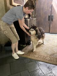 Found/Stray Unknown Dog last seen Country Club Dr residential neighborhood, Nichols Hills, OK 73116